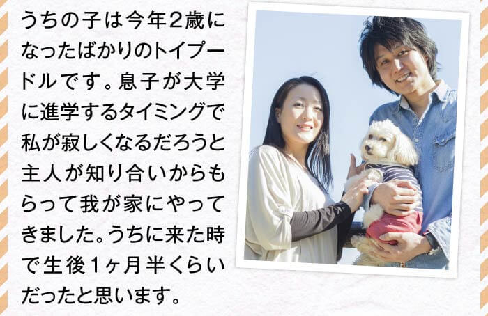 うちの子は今年2歳になったばかりのトイプードルです。息子が大学に進学するタイミングで私が寂しくなるだろうと主人が知り合いからもらって我が家にやってきました。うちに来た時で生後1ヶ月半くらいだったと思います。