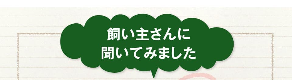 飼い主さんに聞いてみました