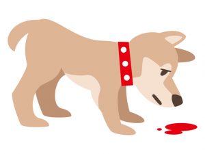 【獣医師コラム File:14】犬の血便の原因は？動物病院に連れていったほうがいい？病気のサインや対処法を徹底解説